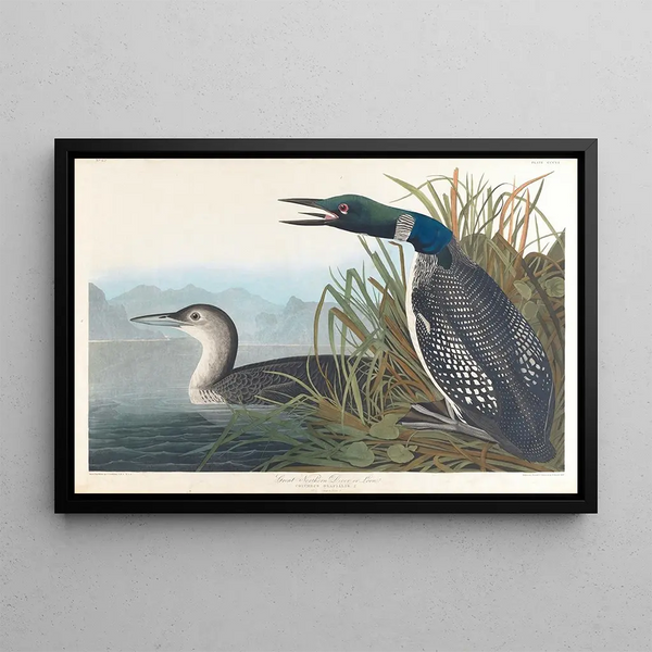 Diving merganser or loon - John James Audubon — framed artwork on a wall