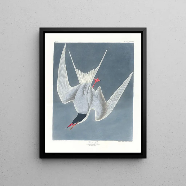 Sterne cendrée - John James Audubon — framed artwork on a wall