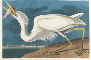 John James Audubon - Great white heron.webp