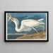 Grand heron blanc - John James Audubon — framed artwork on a wall