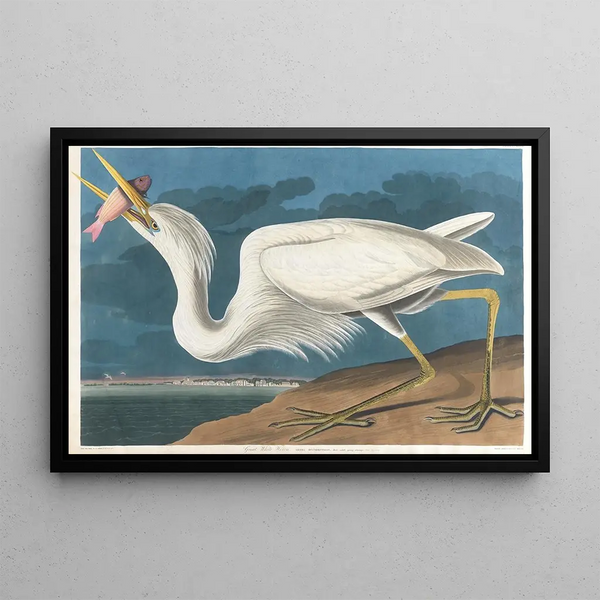 Grand heron blanc - John James Audubon — framed artwork on a wall