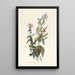 Tyran à tête noire - John James Audubon — framed artwork on a wall