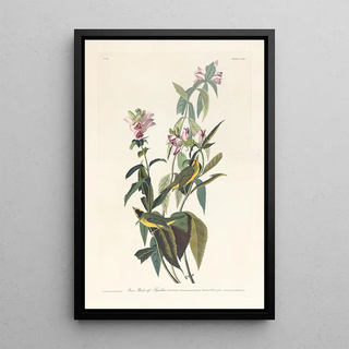 Tyran à tête noire - John James Audubon — framed artwork on a wall