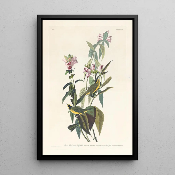 Tyran à tête noire - John James Audubon — framed artwork on a wall