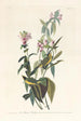 Tyran à tête noire - John James Audubon — artwork view