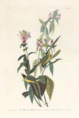 Tyran à tête noire - John James Audubon — artwork view