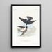 Swallow with White Belly - John James Audubon — framed artwork on a wall