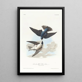 Swallow with White Belly - John James Audubon — framed artwork on a wall