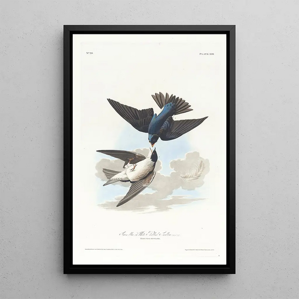 Swallow with White Belly - John James Audubon — framed artwork on a wall
