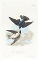 Swallow with White Belly - John James Audubon — artwork view