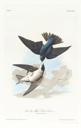 Swallow with White Belly - John James Audubon — artwork view