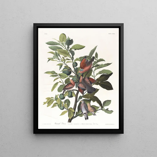 Ground dove - John James Audubon — framed artwork on a wall