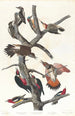 Pic chevelu Pic à ventre rouge Pic à ailes rouges Pic de Lewis Pic à poitrine rouge - John James Audubon — artwork view