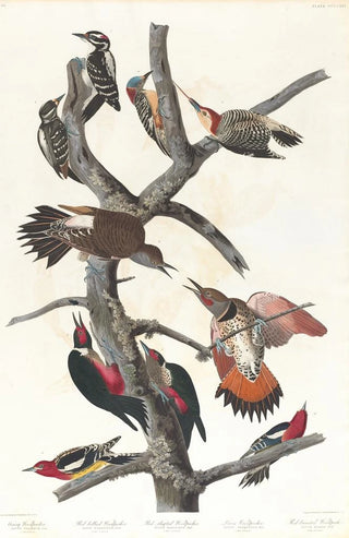 Pic chevelu Pic à ventre rouge Pic à ailes rouges Pic de Lewis Pic à poitrine rouge - John James Audubon — artwork view