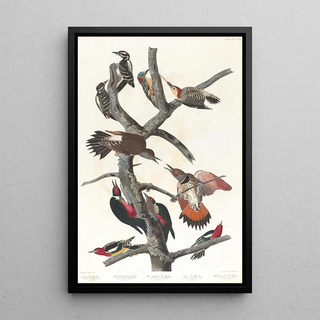 Pic chevelu Pic à ventre rouge Pic à ailes rouges Pic de Lewis Pic à poitrine rouge - John James Audubon — framed artwork on a wall
