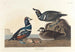 Duck Harlequin - John James Audubon — artwork view