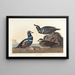 Duck Harlequin - John James Audubon — framed artwork on a wall