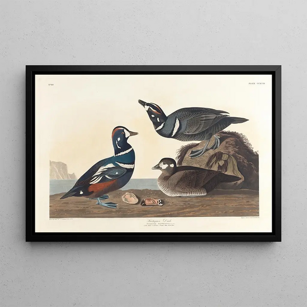 Duck Harlequin - John James Audubon — framed artwork on a wall