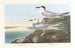 Sterne de Havell - John James Audubon — artwork view