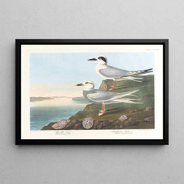 Sterne de Havell - John James Audubon — framed artwork on a wall