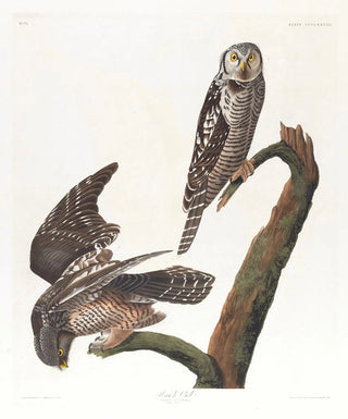 John James Audubon - Hawk owl.webp