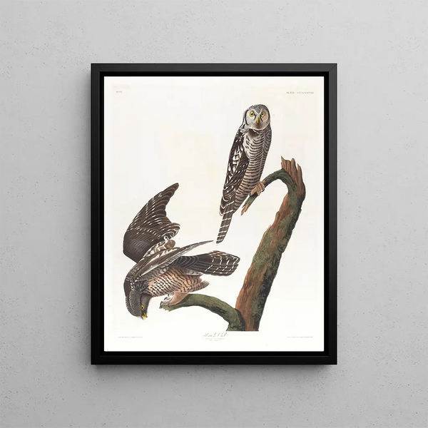 Owl hawk - John James Audubon — framed artwork on a wall