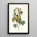 Paruline des pruches - John James Audubon — framed artwork on a wall
