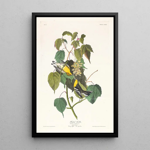 Paruline des pruches - John James Audubon — framed artwork on a wall