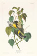 Paruline des pruches - John James Audubon — artwork view