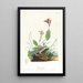 Bruant de Henslow - John James Audubon — framed artwork on a wall