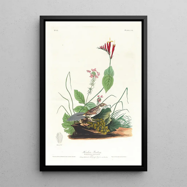 Bruant de Henslow - John James Audubon — framed artwork on a wall