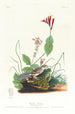 Bruant de Henslow - John James Audubon — artwork view