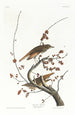 Solitary Thrush - John James Audubon — artwork view