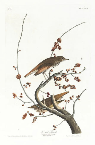 Solitary Thrush - John James Audubon — artwork view