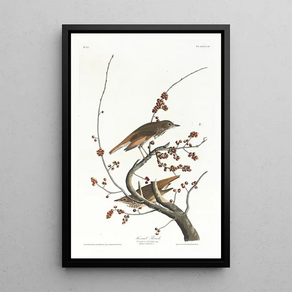 Solitary Thrush - John James Audubon — framed artwork on a wall
