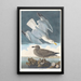 Goéland argenté - John James Audubon — framed artwork on a wall