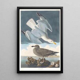 Goéland argenté - John James Audubon — framed artwork on a wall