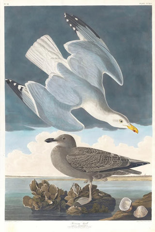 Goéland argenté - John James Audubon — artwork view