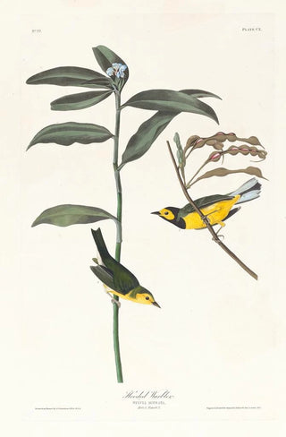 Capuchin Warbler - John James Audubon — artwork view
