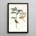 Capuchin Warbler - John James Audubon — framed artwork on a wall