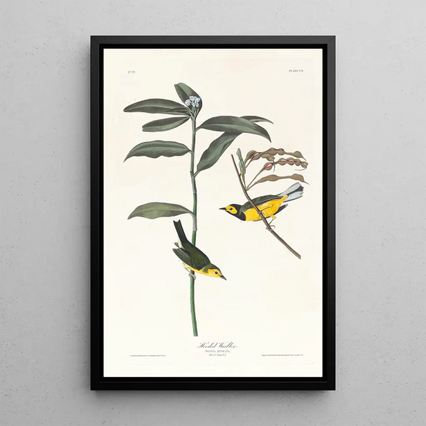 Capuchin Warbler - John James Audubon — framed artwork on a wall
