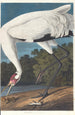 White Crane - John James Audubon — artwork view