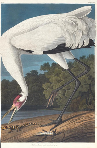 White Crane - John James Audubon — artwork view