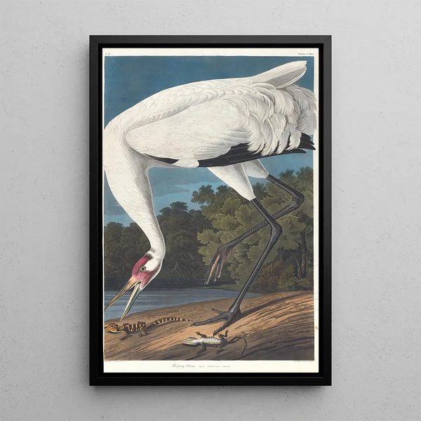 White Crane - John James Audubon — framed artwork on a wall