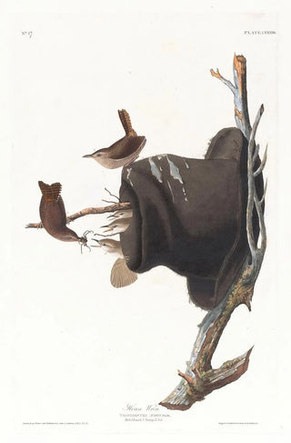 Troglodyte familier - John James Audubon — artwork view
