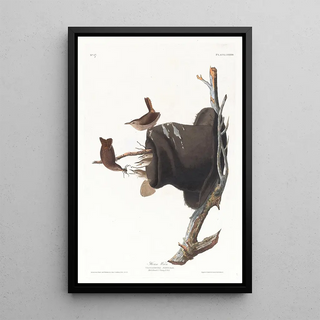 Troglodyte familier - John James Audubon — framed artwork on a wall