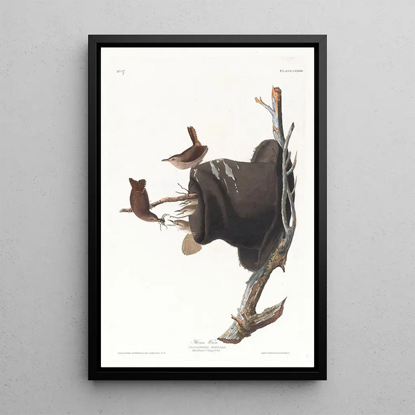 Troglodyte familier - John James Audubon — framed artwork on a wall