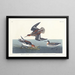 Phalarope hyperborean - John James Audubon — framed artwork on a wall