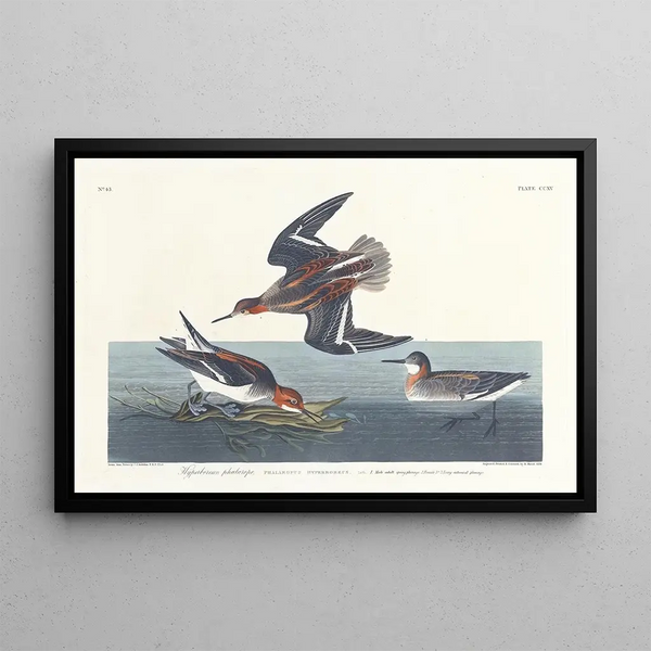 Phalarope hyperborean - John James Audubon — framed artwork on a wall
