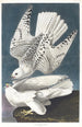 Falcon peregrine - John James Audubon — artwork view